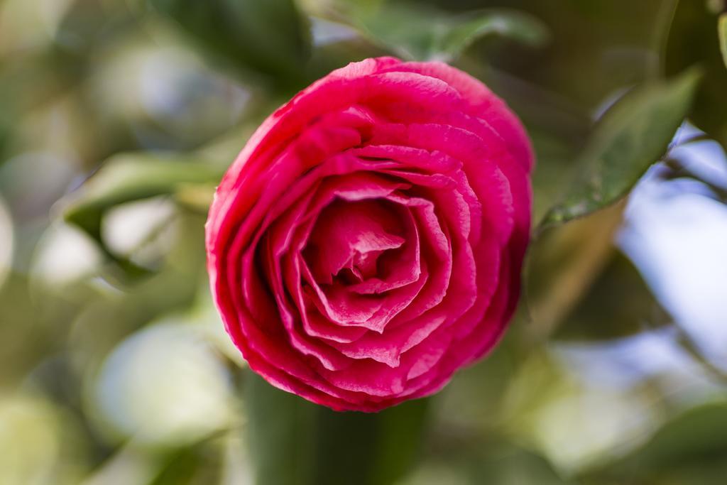 Il Giardino Di Fiorina Hotel Novate Milanese Eksteriør billede